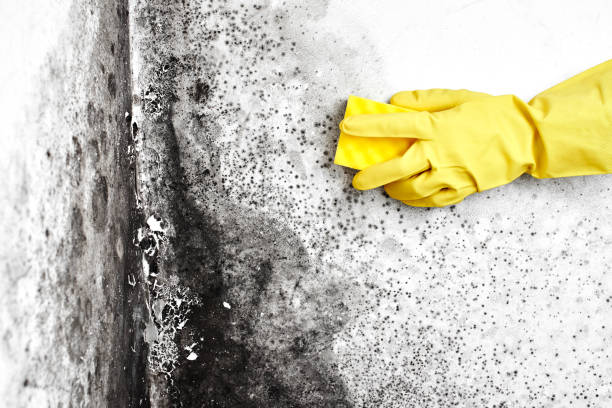 Best DIY Mold Remediation Support Services in Freeburg, IL