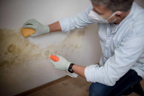 Best Mold Testing and Inspection Services in Freeburg, IL