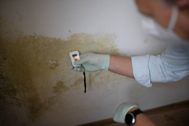 Best Kitchen Mold Remediation in Freeburg, IL