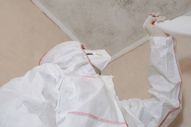 Best Basement Mold Remediation in Freeburg, IL
