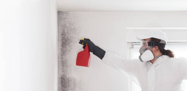 Best White Mold Remediation in Freeburg, IL