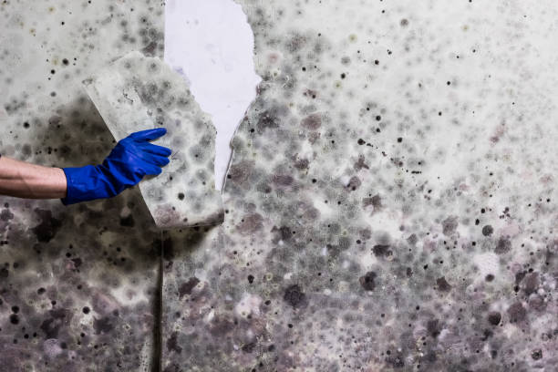 Best Post-Flood Mold Remediation in Freeburg, IL